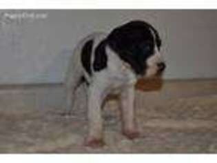 Great Dane Puppy for sale in Arthur, IL, USA