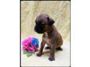 Boxer Puppy for sale in Vinita, OK, USA