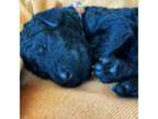 Mutt Puppy for sale in Nederland, TX, USA