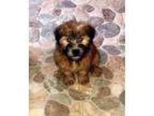 Soft Coated Wheaten Terrier Puppy for sale in Eaton, OH, USA