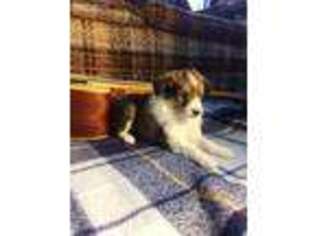 Shetland Sheepdog Puppy for sale in Ronks, PA, USA
