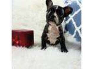 French Bulldog Puppy for sale in Carthage, TX, USA