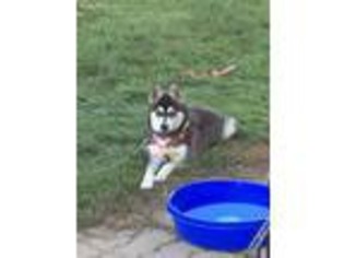 Alaskan Klee Kai Puppy for sale in Fond Du Lac, WI, USA