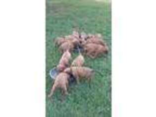 Rhodesian Ridgeback Puppy for sale in Andalusia, AL, USA
