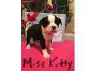 Boston Terrier Puppy for sale in Lucedale, MS, USA