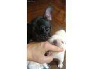French Bulldog Puppy for sale in Agency, MO, USA