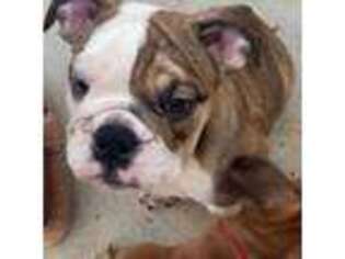 Bulldog Puppy for sale in Clovis, CA, USA