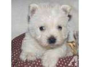 West Highland White Terrier Puppy for sale in SCURRY, TX, USA