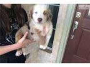 Australian Shepherd Puppy for sale in Houston, TX, USA