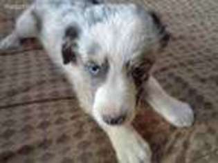 Australian Shepherd Puppy for sale in Mora, NM, USA