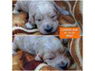 Goldendoodle Puppy for sale in Coeur D Alene, ID, USA