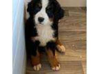 Bernese Mountain Dog Puppy for sale in Prescott Valley, AZ, USA