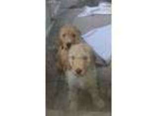 Goldendoodle Puppy for sale in Lake Worth, FL, USA