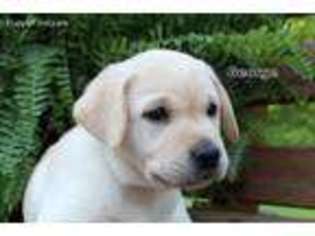Labrador Retriever Puppy for sale in Westminster, SC, USA