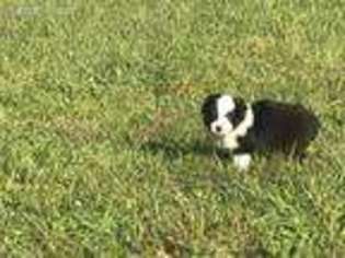 Miniature Australian Shepherd Puppy for sale in Rutledge, AL, USA