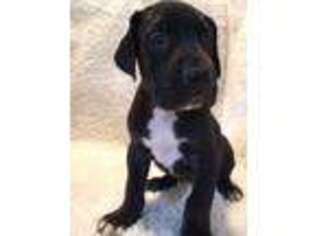 Great Dane Puppy for sale in Westcliffe, CO, USA