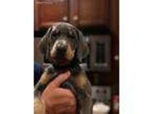 Doberman Pinscher Puppy for sale in Inman, SC, USA