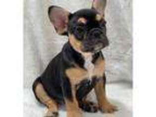French Bulldog Puppy for sale in Fremont, CA, USA