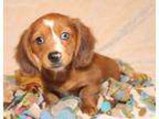 Dachshund Puppy for sale in Muskegon, MI, USA