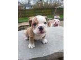 Olde English Bulldogge Puppy for sale in Crown Point, IN, USA
