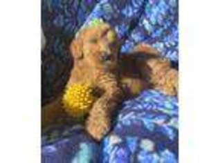 Goldendoodle Puppy for sale in Lake Orion, MI, USA