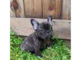 French Bulldog Puppy for sale in Roseville, CA, USA