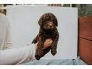 Labradoodle Puppy for sale in Pollock Pines, CA, USA