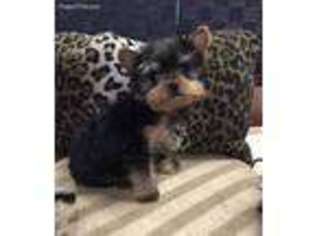 Yorkshire Terrier Puppy for sale in Humble, TX, USA