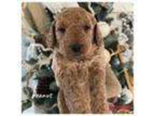 Goldendoodle Puppy for sale in Winter Haven, FL, USA