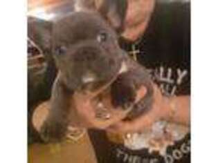 French Bulldog Puppy for sale in Elma, WA, USA