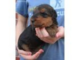 Airedale Terrier Puppy for sale in Andalusia, AL, USA