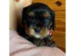Cavalier King Charles Spaniel Puppy for sale in Crawford, MS, USA
