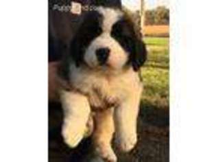 Saint Bernard Puppy for sale in Erie, KS, USA