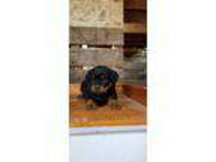 Rottweiler Puppy for sale in Avilla, IN, USA