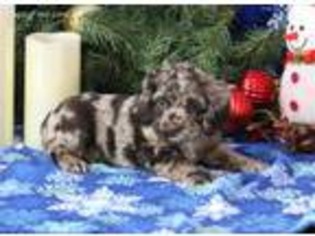 Cocker Spaniel Puppy for sale in Baltic, OH, USA