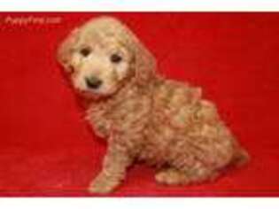 Goldendoodle Puppy for sale in Sallisaw, OK, USA
