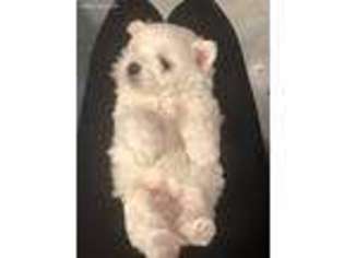 Maltese Puppy for sale in Portland, ME, USA