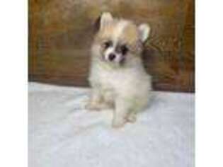 Pomeranian Puppy for sale in Elizabethville, PA, USA