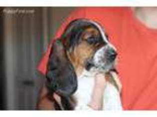 Basset Hound Puppy for sale in Evansville, IN, USA