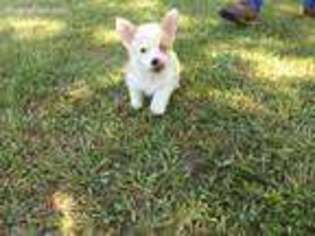 Pembroke Welsh Corgi Puppy for sale in Cleveland, TX, USA