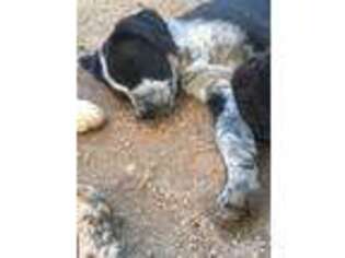 Catahoula Leopard Dog Puppy for sale in Oracle, AZ, USA