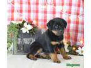 Rottweiler Puppy for sale in Stanley, NY, USA