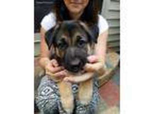 German Shepherd Dog Puppy for sale in Marysville, OH, USA