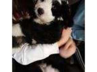 Bernese Mountain Dog Puppy for sale in Trumbull, CT, USA