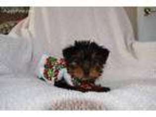 Yorkshire Terrier Puppy for sale in Jacksonville, GA, USA