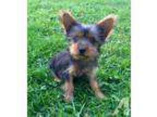 Yorkshire Terrier Puppy for sale in NEW CASTLE, PA, USA