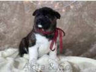 Akita Puppy for sale in Inman, SC, USA