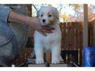 Australian Shepherd Puppy for sale in Texarkana, TX, USA