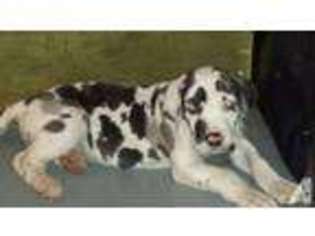 Great Dane Puppy for sale in COOKEVILLE, TN, USA