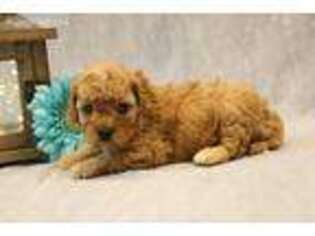 Cavapoo Puppy for sale in Hoosick Falls, NY, USA